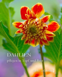 Dahlien pflegen in Topf und Beet
+++ Hohe Dahlien, die über 80-100 cm hoch werden, sollte man spätesten jetzt an Stäbe binden.
Setzen Sie stabile Bambusstäbe oder andere Pflanzstäbe nahe der Haupttriebe und binden Sie diese einzeln an. Mit Bast oder Pflanzenklammern ist egal. Bast macht ein bisschen mehr Mühe, ist andererseits jedoch flexibler. Man kann auch einen Staudenring verwenden. Je nachdem, was vorhanden ist. Man muss ja nicht jedes Jahr alles neu kaufen.
+++ Dahlien sind Starkzehrer und brauchen viel Dünger.
Dahlien im Beet melden ihren Hunger mit gelben Blättern an. Eine Kopfdünung tut gut, ansonsten streuen Sie zwischendrin noch einem eine Dosis Bio-Staudendünger. Aber nicht zu viel, sonst laufen die Pflanzen völlig aus dem Ruder und werden mastig und kopflastig.
++ Nützlinge schützen vor Schädlingen wie Ohrenkneifer.
+++ Läuse mit Wasser abspritzen oder mit Kapuzinerkresse austricksen.
++ Schnecken abwehren
+++ Nur voll erblühte Dahlien für die Vase schneiden. Knospen gehen nicht auf, sind aber in der Vase dennoch hübsch.
+++ Wenn Dahlien nicht blühen haben sie Hitzestress. Abwarten, Welkes abschneiden, Kopfdüngung ... sobald es kühler wird, starten Dahlien so richtig durch.
Alles im Blog: Dahlien pflegen. 12 Tipps für Dahlien in Topf und Beet
https://www.wo-blumenbilder-wachsen.de/dahlien-pflegen-topf-und-garten/
Kurz: https://www.insbeet.de/Dahlien
#blumenzwiebeln #knollen #dahlien #blumenmachenglücklich #blumengarten #gartentipps #bienenfreundlich #dahlia #pflanzenliebe#gartenpflanzen #pflanzenpflege #blütenpracht #blüten #pflanzenwelt #gartenideen #gartenwissen #gartengestaltung #gärtnern #meingarten #gartenliebe #landhausgarten #gartenglück #gartenblog #beefriendly