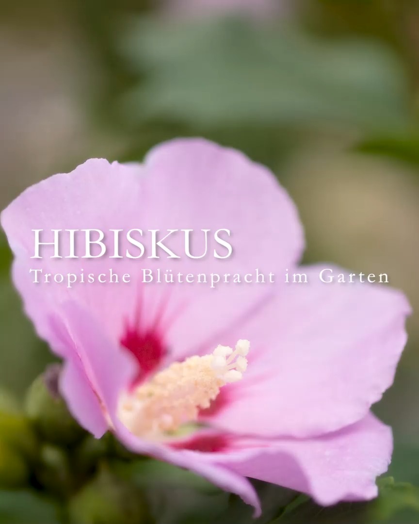 Garten-Hibiskus, bot. Hibiscus Syriacus, auch Garten-Eibisch, ist ein winterhartes Gehölz. Er blüht erst ab Juli und ist wegen seiner späten Blüte bei Bienen sehr begehrt.
++ Hibiskus treibt erst im Mai aus, blüht dafür auch später. Die späte Blüte macht diesen Strauch so wertvoll.
+ Blütezeit: Ab Juli bis September, je nach Sorte
+ Es gibt Sorten mit offenen und solche mit gefüllten großen Trichterblüten in Weiß, Rosa, Rot, Violett und Blau.
+ Standort: sonnig bis halbschattig, warm und vor kalten Winden geschützt. 
+ Boden: Jeder normale Gartenboden ohne Staunässe.
+ Wuchs: Der schnittverträglich Strauch wird bis zu 3 m hoch und etwa 2,5 m breit. 
+ Gießen Sie den Strauch bei lang anhaltender Trockenheit um den Abwurf der Knospen zu vermeiden. 
+ Schneiden: Entfernen Sie im Spätwinter Totholz und sich überkreuzende Zweige. Der Busch sollte locker gefüllt aufgebaut sein. Ein leichter Rückschnitt fördert die Blütenbildung.
+ Profis vermehren Hibisken durch veredelte Steckhölzer. Man kann das Gehölz auch ganz einfach durch Aussaat reifer Samen vermehren. Bester Zeitpunkt dafür ist der Frühling. Welche Blütenfarbe dabei entsteht ist jedoch völlig ungewiss – aber spannend und meiner Erfahrung nach sehr zu empfehlen.
+ Winterhärte: Garten-Hibisken sind stark und winterhart. Spätfröste können nicht schaden, weil der Strauch ohnehin erst im Mai austreibt. Man sagt, junge Sträucher wären etwas frostempfindlicher, aber aus meiner Erfahrung kann ich das nicht bestätigen. Im Zweifel packen Sie eine Schicht Mulch (Laub) auf den Wurzelbereich. Fertig.
+ Hibiskusblüten sind essbar und schmecken süß-fruchtig. Aber Hibiskustee wird von Afrikanischen Malve, Hibiscus sabdariffa, gewonnen.

Im Blog: Hibiskus kultivieren

https://www.wo-blumenbilder-wachsen.de/winterharter-hibiskus-eibisch/
Kurzlink: https://www.insbeet.de/Hibiskus

#Gehölze #Hibiskus #Eibisch #Gartenhibiskus #Sträucher #Gartengestaltung #Bienenpflanzen #Lumixphotography #Gartengestaltung