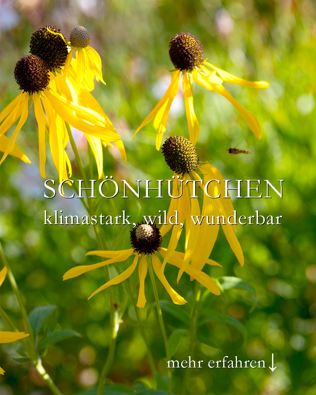 Schönhütchen, klimastark, wild & wunderbar

Das Schönhütchen, bot. Ratibidia pinnata, ist eine extrem robuste Präriestaude. Wo sie sich niederlässt, und das kann auch in einer Pflasterfuge sein, freuen Bienen, Hummeln und Schmetterlinge über reichlich Pollen und Nektar - bis in den Herbst hinein.

+ Standort vollsonnig
+ Boden: gut drainiert, mager, kiesig, sandig, trocken
+ extrem frosthart
+ verträgt Wurzeldruck

+ schlanker, standfester, aufrechter Wuchs bis etwa 170 cm
+ braucht keine Stützen

+ Blütezeit von Juli bis Oktober

+ Pflege: pflanzen, angießen und wachsen lassen
+ Staudenschnitt im Spätherbst oder Winter, je nach Lage
+ Verwelkte Stiele abschneiden verlängert die Blütezeit

Video im Blog: Schönhütchen Ratibidia pinnata, Präriestaude mit Fernwirkung und Charakter

https://www.wo-blumenbilder-wachsen.de/schoenhuetchen-ratibidia-pinnata/

Kurzlink: https://www.insbeet.de/Schoenhuetchen

Weitere Lieblingspflanzen: @MyNaturetoprint folgen und diesen Post speichern.

#klimaschutz #klimawandel #prärie #staudenbeet #zukunftspflanze #staude #staudengarten #blumengarten #stauden #gartentipps #gartenwissen #naturgarten #gartenblog #blumenbeet #gartenblogger #pflanzenliebe #omsystemde #pflanzen #querbeet #gartengestaltung #blumenmachenglücklich #gartenliebe #landhausgarten #insektenfreundlich #gartenpflanzen