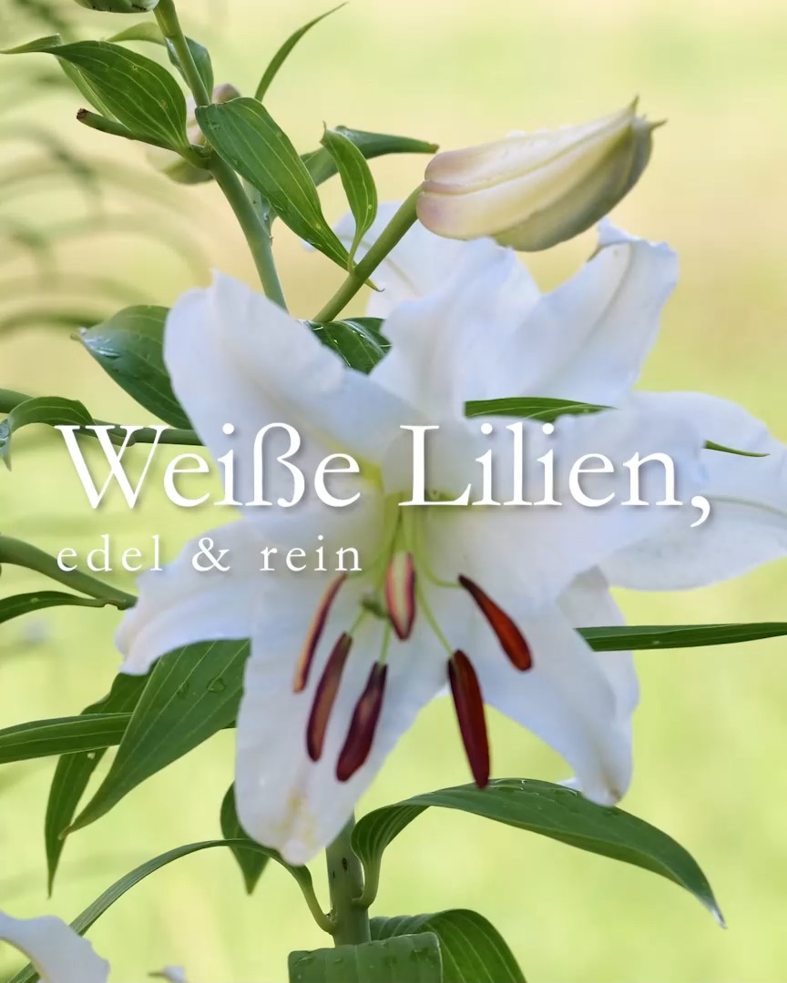 Weiße Lilien, reine Schönheiten

Die weiße Lilie 'Casa Blanca' überzeugt mit großen weißen Blüten, süßem Duft und langer Blütezeit. Sie war lange Zeit Schnittblume Nr. 1 im professionellen Anbau. Jetzt erobert sie Gärten von Lilien-Liebhabern - aus guten Gründen.

Sie gehört zu den Orientalischen Lilien, aber ihre Pflege ist ähnlich einfach wie die Pflege anderer Prachtstauden:

+ Standort: Sonne, besser noch Halbschatten, mind. 4 Std. Sonne täglich. Fuß im Schatten, Kopf in der Sonne, wie Clematis.
+ Boden: Normaler Gartenboden, gerne auch leicht sauer
+ Duft: süß und verführerisch 

+ Pflanzen: Spatentief setzen! Orientalische Lilien werden richtig groß (170 cm) und brauchen dafür einen guten Stand.
+ Stützen: Ein dünner grüner Metallstab bei windigen oder abschüssigen Lagen. Hilft auch gegen Rehverbiss.
+ Gießen bei Trockenheit 

+ Düngen: Organisch-mineralischer Staudendünger beim Austrieb im März und ein zweites Mal während oder direkt nach der Blüte.

+ Nach der Blüte: Blütenstand abschneiden, jedoch Stiel und Blätter stehenlassen, bis sie im Spätsommer von alleine welken.

+ Im Herbst Blütenstiel bodentief abschneiden.

Weiße Lilien sind überaus prächtig und wirken in einem gemischten Staudenbeet erhaben, edel und wunderschön. 

Im Blog: Gute Pflanzpartner, Mythen und ein weiteres Video.

https://www.wo-blumenbilder-wachsen.de/weisse-lilien-reinste-liebe

Kurz: https://www.insbeet.de/Weisse_Lilien

#Lilien #Garten #Blumenzwiebeln #Stauden #Gartentipps #gartenblog #Gartenwissen #Pflanzenliebe #LebenmitBlumen #lumixphotography