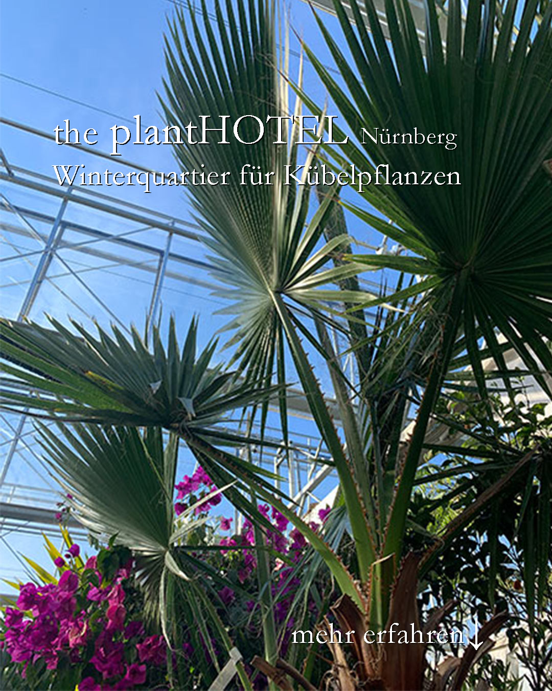 Der Sommer geht, die Suche nach einem geeigneten Winterquartiert für Kübelpflanzen beginnt. Die Lösung für alle, die im Großraum Nürnberg einen Platz für Bougainvillea, Oleander, Olivenbaum, Palme oder andere Kübelpflanzen brauchen: das neue plantHotel in Kraftshof im Knoblauchsland 
+ 15.000 qm Fläche unter Glas
+ Kalthaus bei 5-8 Grad 
+ Modernste Ausstattung 
+ automatische Bewässerung
+ automatische Schattierung & Belüftung
+ Schädlingskontrolle 
+ Topfen auf Wunsch und bei Bedarf 
+++ professioneller Service vom Gärtner
+++ inklusive Bring- und Holdienst

Reservierungen werden ab sofort angenommen: https://theplanthotel.de/

#kübelpflanzen #kübelpflanzenüberwintern #winterquartier #pflanzen

Hinweis: Werbung, da Markennennung