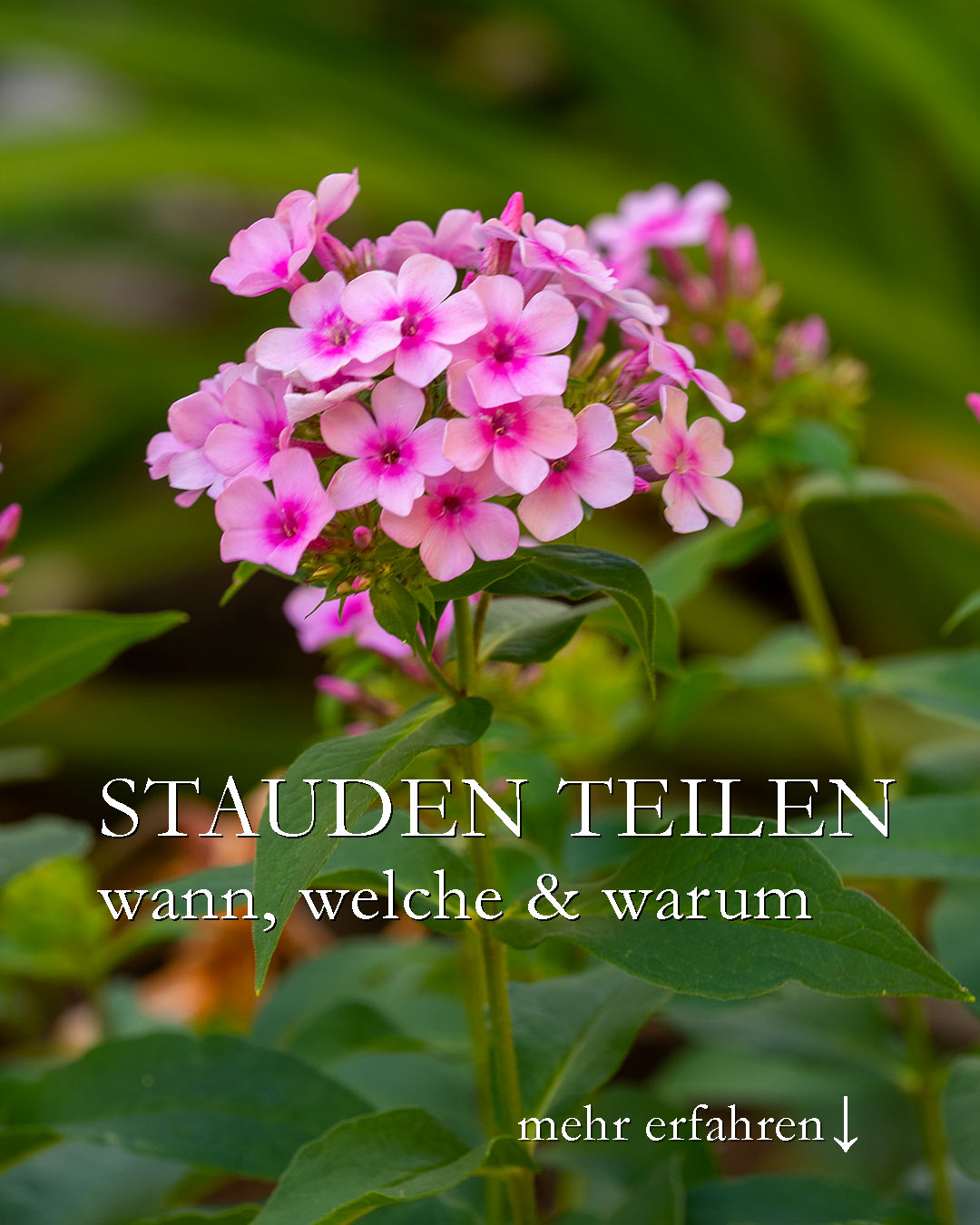 Stauden teilen und verjüngen, leicht gemacht

Jetzt im Herbst ist für viele Stauden die beste Zeit, um sie zu teilen. Doch weshalb ist das gut für die Pflanzen und worauf sollte man achten?

+ Geteilte Stauden leben länger
+ sind vitaler
+ blühen üppiger
+ sind identische Abbilder ihrer Mutterpflanze. Dies im Gegensatz zu Sämlingen, die die Gene beider Elternteile in sich tragen und sich nach der Mendelschen Vererbungslehre vermehren.

Lauter gute Gründe, jetzt zum Spaten zu greifen. Der Boden ist gerade feucht und noch warm genug. Geteilte Pflanzen wachsen jetzt gut an und blühen bereits im nächsten Jahr.

Im Blog:
+ Stauden, die sich im Herbst gut teilen lassen.
+ Stauden, die man erst im Frühjahr teilen sollte.
+ Stauden, die man gar nicht teilen kann.

Im Blog: Stauden teilen und verjüngen, leicht gemacht
https://www.wo-blumenbilder-wachsen.de/stauden-teilen-vermehren-verjuengen/

Kurz: https://www.insbeet.de/Staudenteilen

#gartentipps #gartenwissen #staudengarten #vermehren #herbst #gartenarbeit #stauden #herbstgarten #gärtnern #pflanzen #pflanzenpflege #lebenmitblumen #meingarten #grünerdaumen #gartenblogger #gartenfragen #gartenblog #lumixphotography