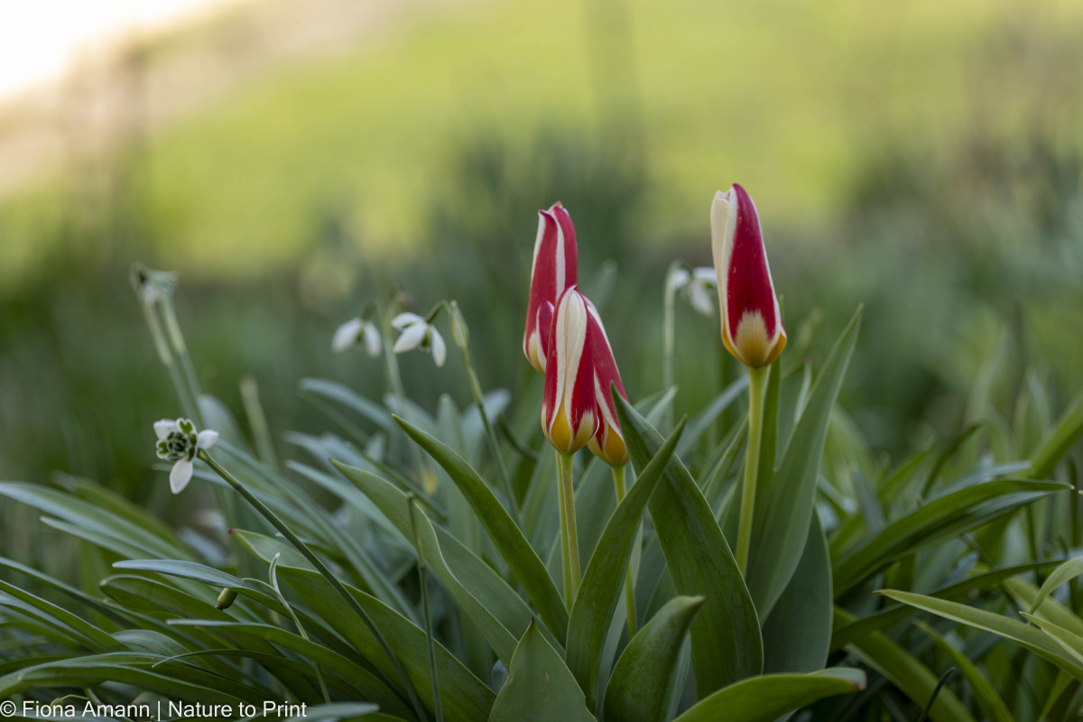 Botanische Tulpe 'Ice Stick' Tulipa kaufmanniana, blüht bereits zusammen mit Schneeglöckchen, also sehr früh im Jahr Botanische Tulpe 'Ice Stick' Tulipa kaufmanniana