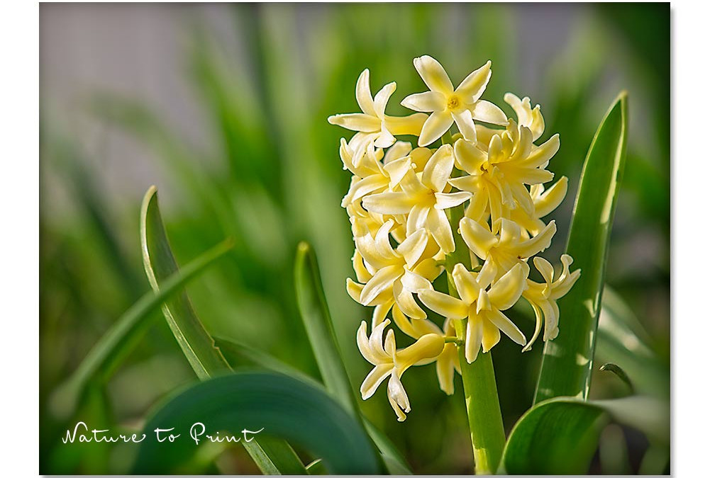 Gelbe Hyazinthe in voller Pracht