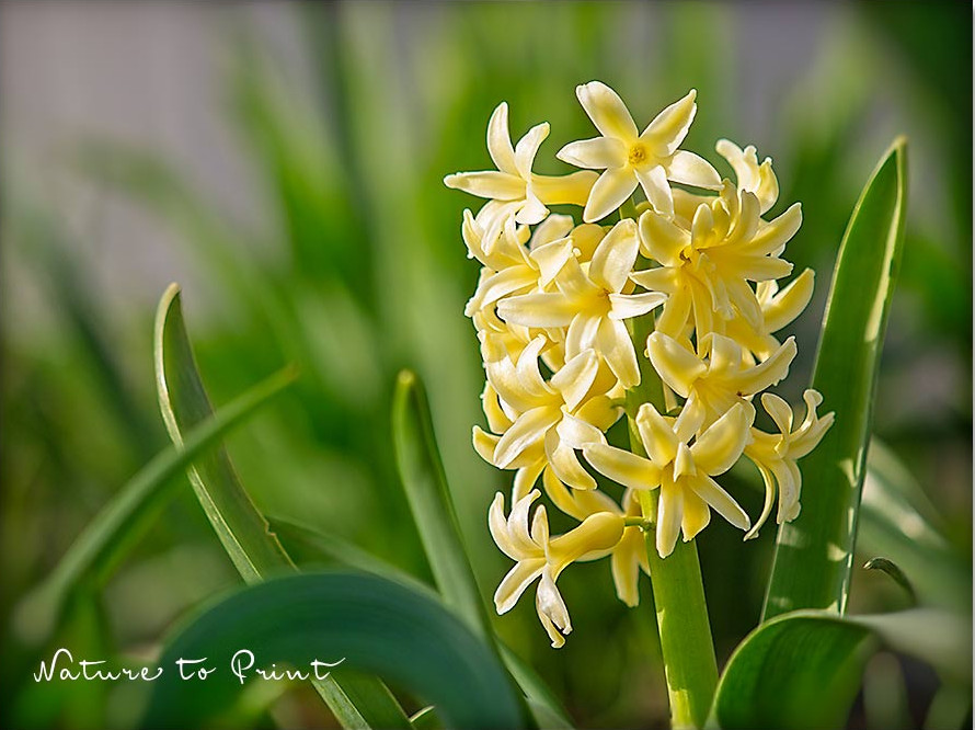 Gelbe Hyazinthe in voller Pracht