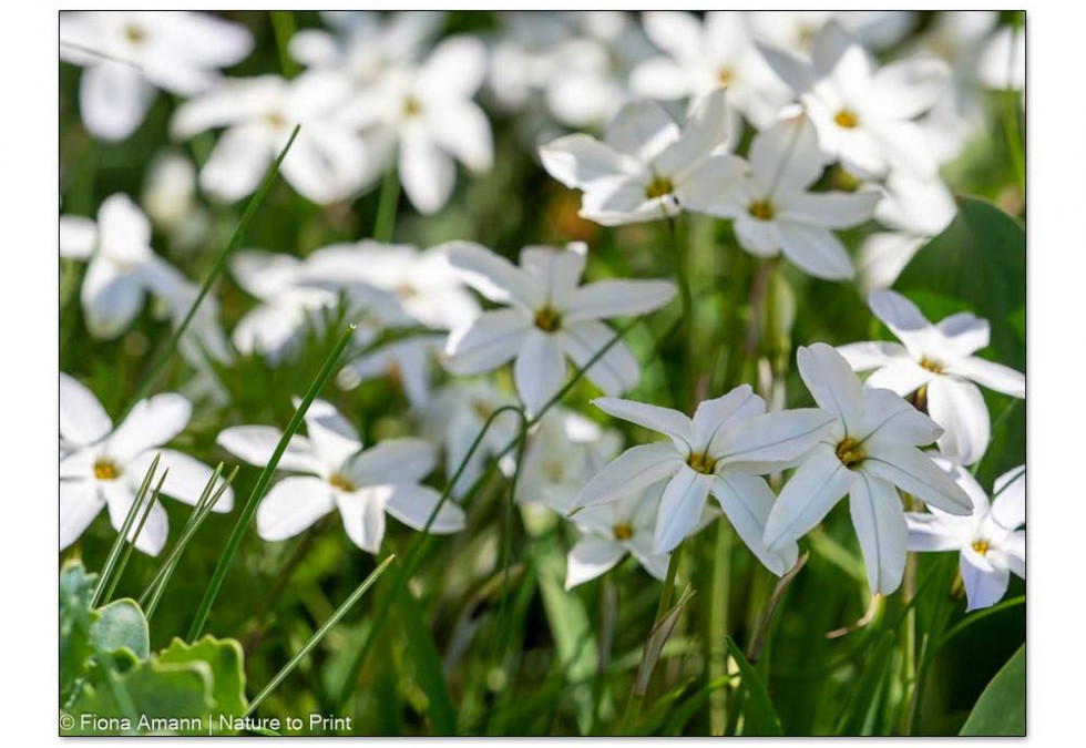 Sternblumen / Ipheion / Frühlingssterne zu Füßen von Tulpen