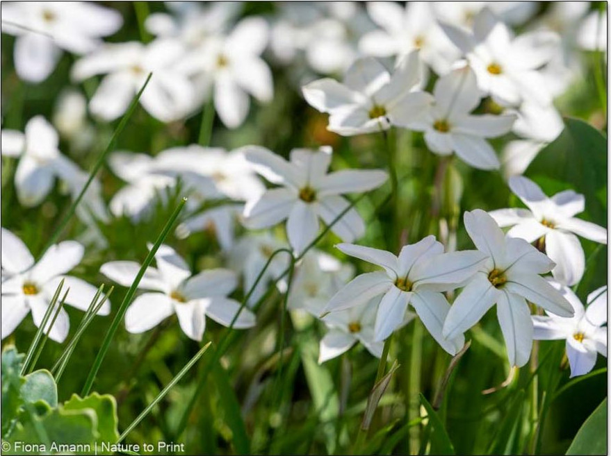 Sternblumen / Ipheion / Frühlingssterne zu Füßen von Tulpen