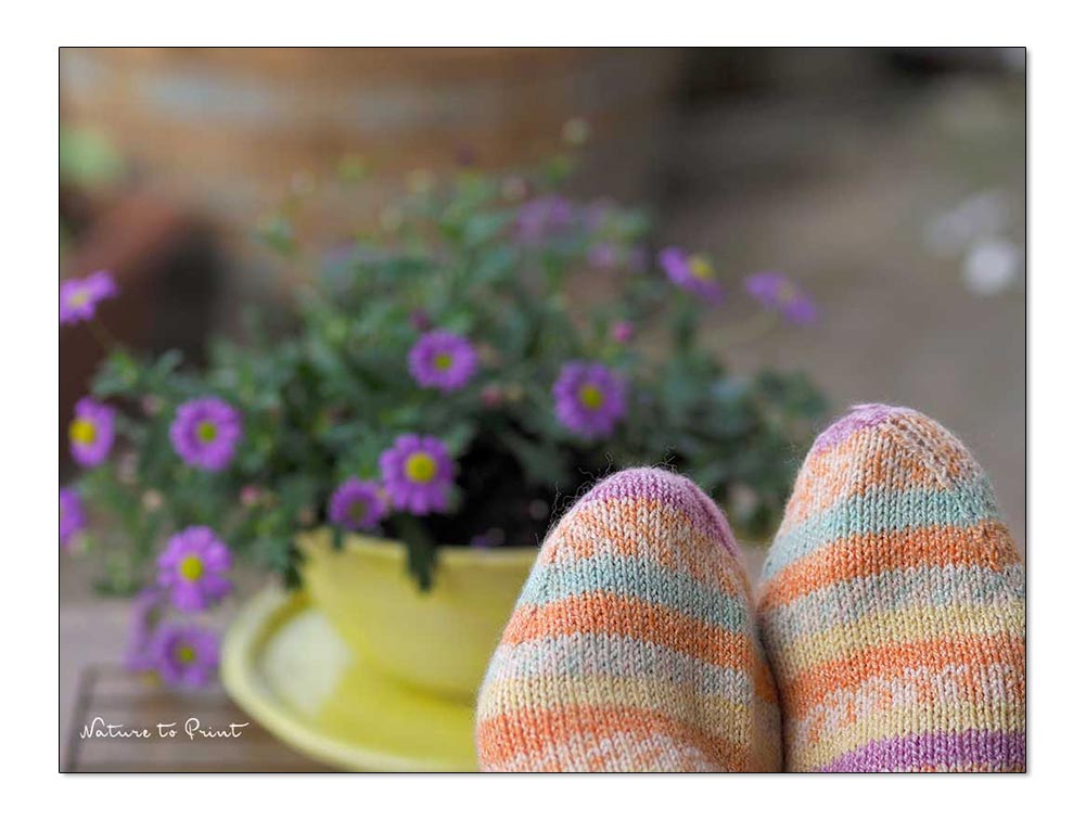 Fiona Amann bloggt im Gartenblog Wo Blumenbilder wachsen