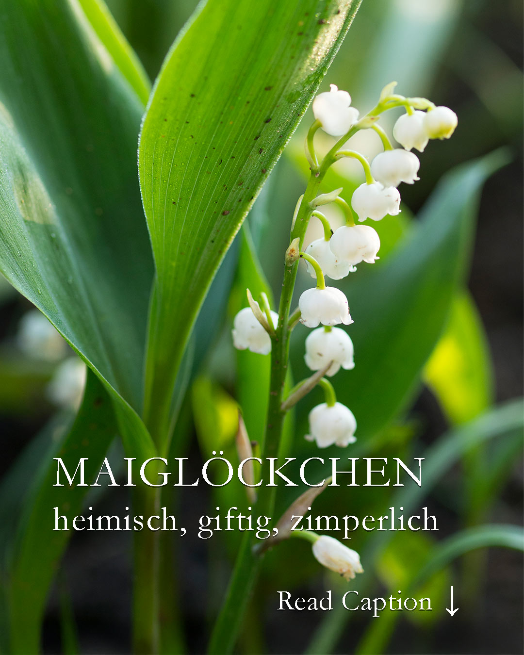 Maiglöckchen im Garten, heimisch, hübsch aber zimperlich

Wer denkt, Maiglöckchen wären einfach im Garten zu halten, irrt. die heimischen Gewächse brauchen gut zwei Jahre vom geteilten Spross bis zur Blüte. Einen echten sehenswerten Tuff aufzubauen erfordert Liebe, Geduld, oder von Anfang an ein etwas größeres Budget.

+ Standort: halbschattig bis schattig, vor Gehölzen, Hecken und auf Baumscheiben.
+ Jeder normale Gartenboden, er muss nicht sauer sein.

+ Im Herbst ist die beste Pflanzzei für die Rhizome, manche Gärtnereien liefern auch im Frühling blühende Pflanze in Töpfen.
+ Pro Quadratmeter brauchen Sie 16 Pflanzen

+ Maiglöckchen verbreiten sich im Garten mit Ausläufern, die Sie bei der Gartenpflege oft zu spät erkennen und dann aus Versehen jäten.

+ Maiglöckchen sind giftig! Insbesondere ihre roten Beeren, die sich im Spätsommer bilden. Wenn Kinder im Garten sind, können Sie die Beeren vorsorglich abschneiden - oder - besser noch: Kinder aufklären!

Im Blog: Maiglöckchen im Garten
https://www.wo-blumenbilder-wachsen.de/maigloeckchen-im-garten/

Kurzlink: https://www.insbeet.de/Maigloeckchen

#mai #Convallaria #natur #stauden #gartenblumen #pflanzengift