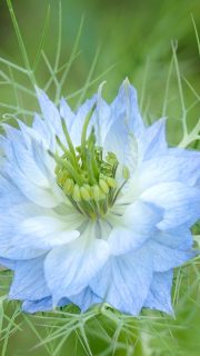 Jungfer im Grünen, Nigella damascena

Jungfer im Grünen trägt viele Namen: Braut mit Haaren, Garten-Schwarzkümmel, Gretl im Busch oder die Venushaarige. Die hübsche Sommerblume blüht ab Juni in Blau, Weiß oder Rosa und ist toll, um Blumensträuße locker und leicht zu füllen. Dafür sorgen ihre "Haare", feine, nadelartige Blätter, die Blüten und Knospen wie ein Gespinst umgeben.

Einmal im Garten kommt die Sommerblume jedes Jahr wieder. Vorausgesetzt, man lässt ihre Samenkapseln so lange stehen, bis sie sich öffnen und ihre Fracht dem Wind übergeben.

Die Samen der Jungfer im Grünen sind leicht giftig und sollte man nicht essen, auch wenn es heißt, er schmeckt nach Waldmeister. Im Gegensatz zu Echten Schwarzkümmel, der in der Orientalischen Küche gerne verwendet wird.

Im Gartenblog

+ Darum Nigella
+ Nigella säen und verwildern befördern
+ Schädlinge? Keine!
+ Pflanzenpartner
+ Jungfer im Grünen für die Vase
+ Echter Schwarzkümmel in Küche und Medizin

Jungfer im Grünen, Nigella einfach säen und lieben

https://www.wo-blumenbilder-wachsen.de/jungfer-im-gruenen-nigella/

Kurz: https://www.insbeet.de/Nigella

#sommerblumen #gartenpflanzen #romantisch #blumengarten #blau #naturgarten #lebenmitblumen #gartentipps #gartenzauber #blumenmachenglücklich #gartenglück #natur #gartentipp #gartenwissen #anzucht #blumenbeet #garteninspiration #kleingarten #bienenweide #gartenliebe #pflanzenwissen #pflanzentipps #bienenliebe #meingarten #blumenkranz #trockenblumen #omsystemde #garten