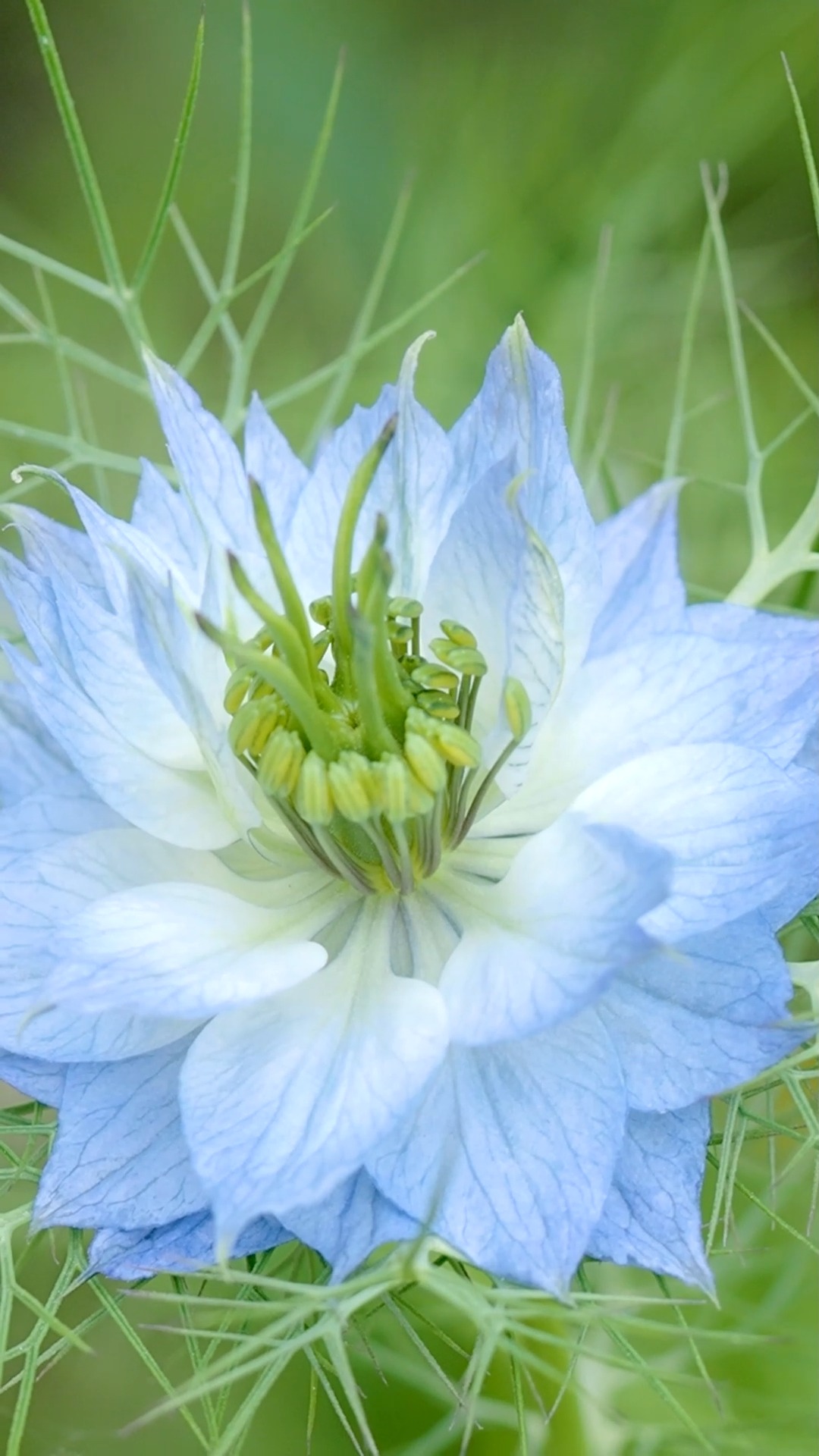 Jungfer im Grünen, Nigella damascena

Jungfer im Grünen trägt viele Namen: Braut mit Haaren, Garten-Schwarzkümmel, Gretl im Busch oder die Venushaarige. Die hübsche Sommerblume blüht ab Juni in Blau, Weiß oder Rosa und ist toll, um Blumensträuße locker und leicht zu füllen. Dafür sorgen ihre "Haare", feine, nadelartige Blätter, die Blüten und Knospen wie ein Gespinst umgeben.

Einmal im Garten kommt die Sommerblume jedes Jahr wieder. Vorausgesetzt, man lässt ihre Samenkapseln so lange stehen, bis sie sich öffnen und ihre Fracht dem Wind übergeben.

Die Samen der Jungfer im Grünen sind leicht giftig und sollte man nicht essen, auch wenn es heißt, er schmeckt nach Waldmeister. Im Gegensatz zu Echten Schwarzkümmel, der in der Orientalischen Küche gerne verwendet wird.

Im Gartenblog

+ Darum Nigella
+ Nigella säen und verwildern befördern
+ Schädlinge? Keine!
+ Pflanzenpartner
+ Jungfer im Grünen für die Vase
+ Echter Schwarzkümmel in Küche und Medizin

Jungfer im Grünen, Nigella einfach säen und lieben

https://www.wo-blumenbilder-wachsen.de/jungfer-im-gruenen-nigella/

Kurz: https://www.insbeet.de/Nigella

#sommerblumen #gartenpflanzen #romantisch #blumengarten #blau #naturgarten #lebenmitblumen #gartentipps #gartenzauber #blumenmachenglücklich #gartenglück #natur #gartentipp #gartenwissen #anzucht #blumenbeet #garteninspiration #kleingarten #bienenweide #gartenliebe #pflanzenwissen #pflanzentipps #bienenliebe #meingarten #blumenkranz #trockenblumen #omsystemde #garten