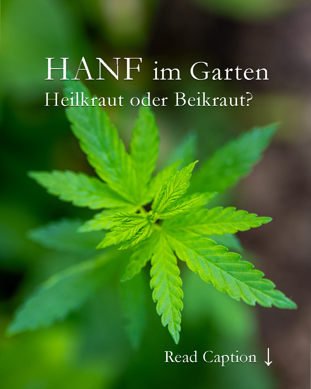 Hanf im Garten
Heilkraut oder Beikraut?

Hanf wächst oft von ganz alleine im Garten. Wie das? Vogelfutter enthält auch Hanfsaat. Fällt es bei der Vogelfütterung herunter, entdeckt man ab Mai oft Hanfsämlinge unter der Futterstelle. Es handelt sich dabei allerdings um Nutzhanf, ohne medizinische Wirkstoffe.

+ Aus den Sämlingen wird Nutzhanf, nicht hübsch, nicht lohnenswert, kann m. e. weg.

+ Aus Nutzhanf werden schon seit Jahrhunderten Seile, Textilien, Papier, Dämmstoffe und anderes hergestellt.

+ Medizinalhanf aka Cannabis enthält CBD und THC. Er wird bei schweren Erkrankungen zur Schmerztherapie verwendet.

+ Man kann Cannabis auch im Garten kultivieren, aber Aussaat und Pflege sind sehr komplex und zudem streng reglementiert.

Im Blog: Cannabis im Garten. Legal, aber anspruchsvoll
https://www.wo-blumenbilder-wachsen.de/cannabis-im-garten/

Kurzlink: https://www.insbeet.de/Cannabis

#hanf #cannabis #Heilkraut #unkraut #vogelfutterselbstgemacht #vogelfutter #garten