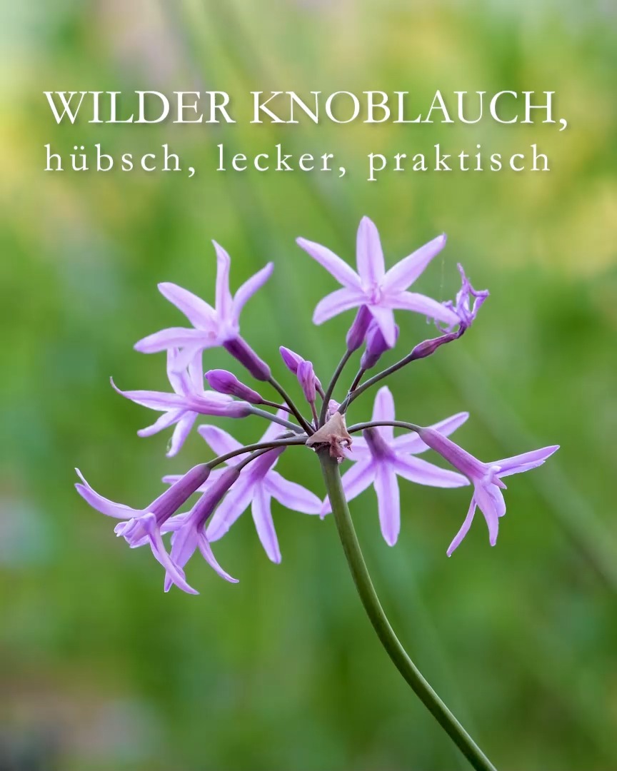 Wilder Knoblauch, hübsch, lecker, praktisch 

Wilder Knoblauch, auch Zimmerknoblauch oder Kaplilie, bot. Tulbaghia violacea ist Würzkraut und Schmuckpflanze zugleich. Sie stammt ursprünglich aus Südafrika und gehört zur Familie der Amaryllisgewächse. Die ausnehmend hübsche Kübelpflanze ist frostempfindlich, aber mehrjährig.

Standort: Im Sommer, nach den Eisheiligen, draußen in voller Sonne. 
Überwintert wird Zimmerknoblauch entweder im Zimmer auf einem hellen, sonnigen Fensterbrett oder in einem kühlen Winterquartier. Dort zieht die Pflanze nach und nach ihre Blätter ein und welkt. Man kann die Blätter auch vor dem Einräumen ins Winterquartier bodentief abschneiden. Sie riecht danach tagelang intensiv nach Knoblauch. 
Blütezeit: von Juni bis Dezember
Pflege: 
+ Umtopfen und Teilen der wüchsigen Pflanze im März. 
+ Düngen: mit Langzeitdünger oder alle 14 Tage mit flüssigen Blumendünger.
+ Im Sommer braucht Zimmerknoblauch recht viel Wasser.
+ Im kalten Winterquartier muss man die zurückgeschnittene Pflanze nur gelegentlich gießen.
Besonderheiten:
++ Die filigranen Blütenstiele und Blüten sind sehr stabil, halten Wind und Wetter aus, ohne zu knicken.
++ Keine Krankheiten oder Schädlinge oder Schnecken. Zimmerknoblauch ist eine gesunde Staude, die nur Freude macht.
+++ Zimmerknoblauch vertreibt Mücken

Verwenden in der Küche:
Blätter und Blüten sind essbar. Blätter schmecken aromatisch und würzig wie Knoblauch, ohne jedoch den typischen Knoblauch-Mundgeruch zu verursachen.

Im Blog: Zimmerknoblauch Tulbaghia violacea, hübsch & pflegeleicht
https://www.wo-blumenbilder-wachsen.de/tulbaghia-violacea-zimmerknoblauch/

Kurzlink: http://www.insbeet.de/Zimmerknoblauch
#knoblauch #zimmerpflanzen #gartenblog #gartenwissen #gartentipps #kräuter #kräutergarten
#zimmerknoblauch #topfgarten #meinschönergarten #feinschmecker #onions #allium #livingwithplants #lebenmitblumen #greenliving #gaumensex #pflanzenliebe #video #pflanzen #lumixphotography