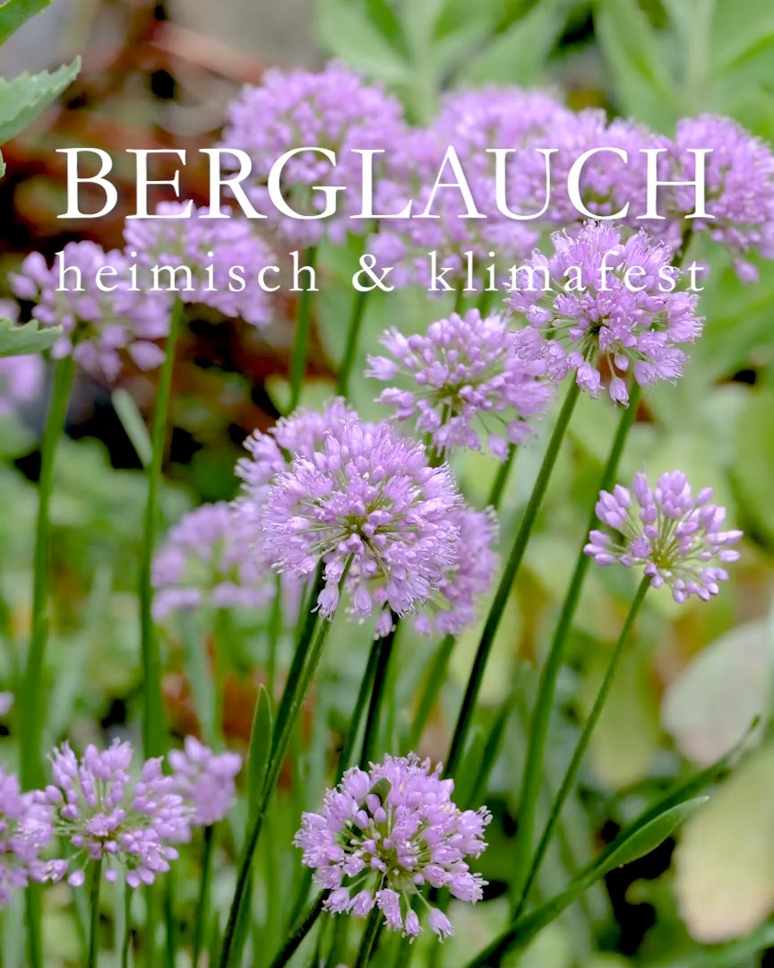 Berglauch Millenium. Auch später Zierlauch macht Bienen froh.

Berglauch Millenium, auch Berg- oder Sommerlauch genannt, botanisch Allium senescens wird nur etwa 30 - 45 cm hoch. er, aber seine attraktiven Blütenstände können danach stehenbleiben bis zum Saisonende.

Das Besondere: Berglauch wird wie eine Staude gehandelt, gepflanzt und behandelt.

+ Standort: Volle Sonne bis Halbschatten
+ Boden: durchlässig, mager, trocken
+ Blütezeit ab Juli bis September
++ Blütenstände bleiben attraktiv bis Saisonende
+ Pflege: pflanzen, beim Wachsen zusehen
+++ Verträgt Hitze und Trockenheit.

+ Vermehren: Durch Teilen des Wurzelstocks, Samen oder durch Tochterzwiebeln.
+++ Winterhärte: Der Sommerlauch verträgt strenge Fröste bis etwa - 30°C ohne Winterschutz.

+++ Berglauch ist insektenfreundlich

+ Berglauch passt gut in gemischte Staudenbeete oder Steingärten. Er gedeiht auch in Pflanzgefäßen. Hauptsache, Wasser fließt gut ab.
+ Pflanzpartner: Fettehenne, Herbstmargeriten, Duftsteinrich und viele andere Stauden, Gräser und Sommerblumen.

++ Berglauch ist nicht giftig, sondern essbar.

Im Blog: Berglauch Millenium einzigartig, heimisch, einfach wunderbar
https://www.wo-blumenbilder-wachsen.de/berglauch-millenium-allium/

Kurzlink: https://www.insbeet.de/Berglauch

#Allium #Zierlauch #bienenfreundlich #zwiebelblumen #blüten #Natur #staudengarten #gartentipps #gartenwissen #naturgarten #lumixphotography #herbstblüten #sommer