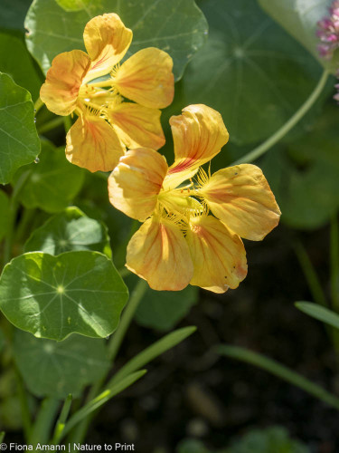 Schöne Rosen, aber bitte ohne Läuse 1 Schöne Rosen, aber bitte ohne Läuse Wie Sie Läuse an Rosen nachhaltig, gut und sicher loswerden. Welche Nützlingen & Pflanzpartner wirklich helfen und warum Gift keine Lösung ist, sondern kontraproduktiv.