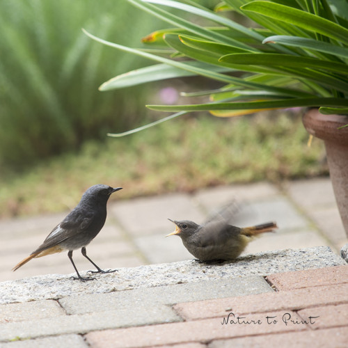 Gartenrotschwänzchen füttert ihr Küken gerne mit Blattläusen Gartenrotschwänzchen füttert ihr Küken gerne mit Blattläusen