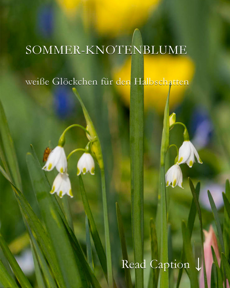 Sommer-Knotenblumen, weiße Glöckchen für den Halbschatten