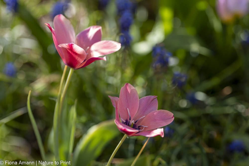 Frühblüher nach der Blüte: Damentulpe / Botanische Tulpe Annika darf gerne verwildern Frühblüher nach der Blüte: Damentulpe / Botanische Tulpe Annika darf gerne verwildern