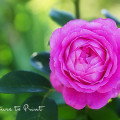 Läuse an Rosen müssen nicht sein. Genießen Sie einfach schöne Rosen