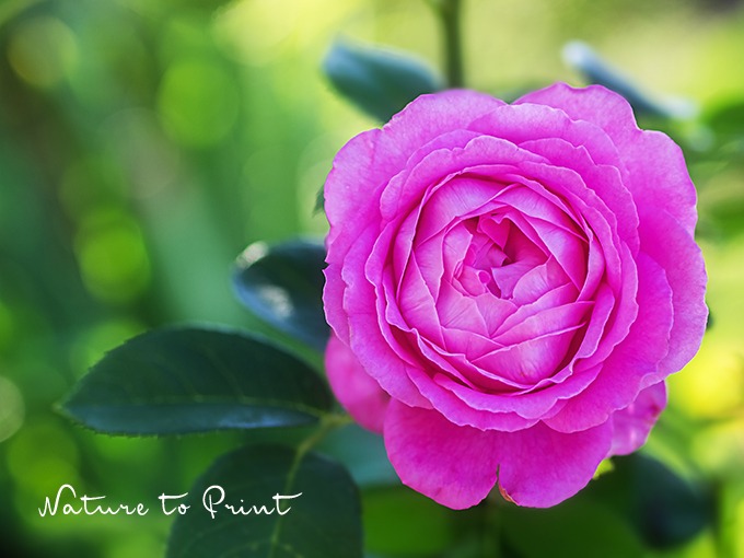 Läuse an Rosen müssen nicht sein. Genießen Sie einfach schöne Rosen