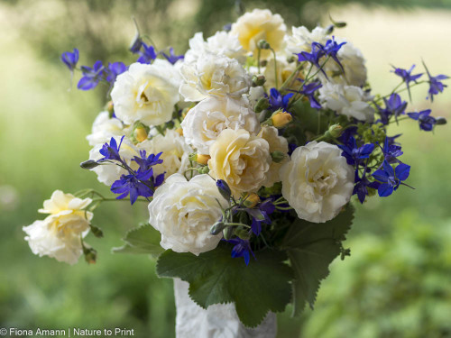 Bunter Rosenstrauß aus dem Garten mit Ghislaine de Felingonde, Frauenmantel und einjährigem Rittersporn Bunter Rosenstrauß aus dem Garten mit Ghislaine de Felingonde, Frauenmantel und einjährigem Rittersporn