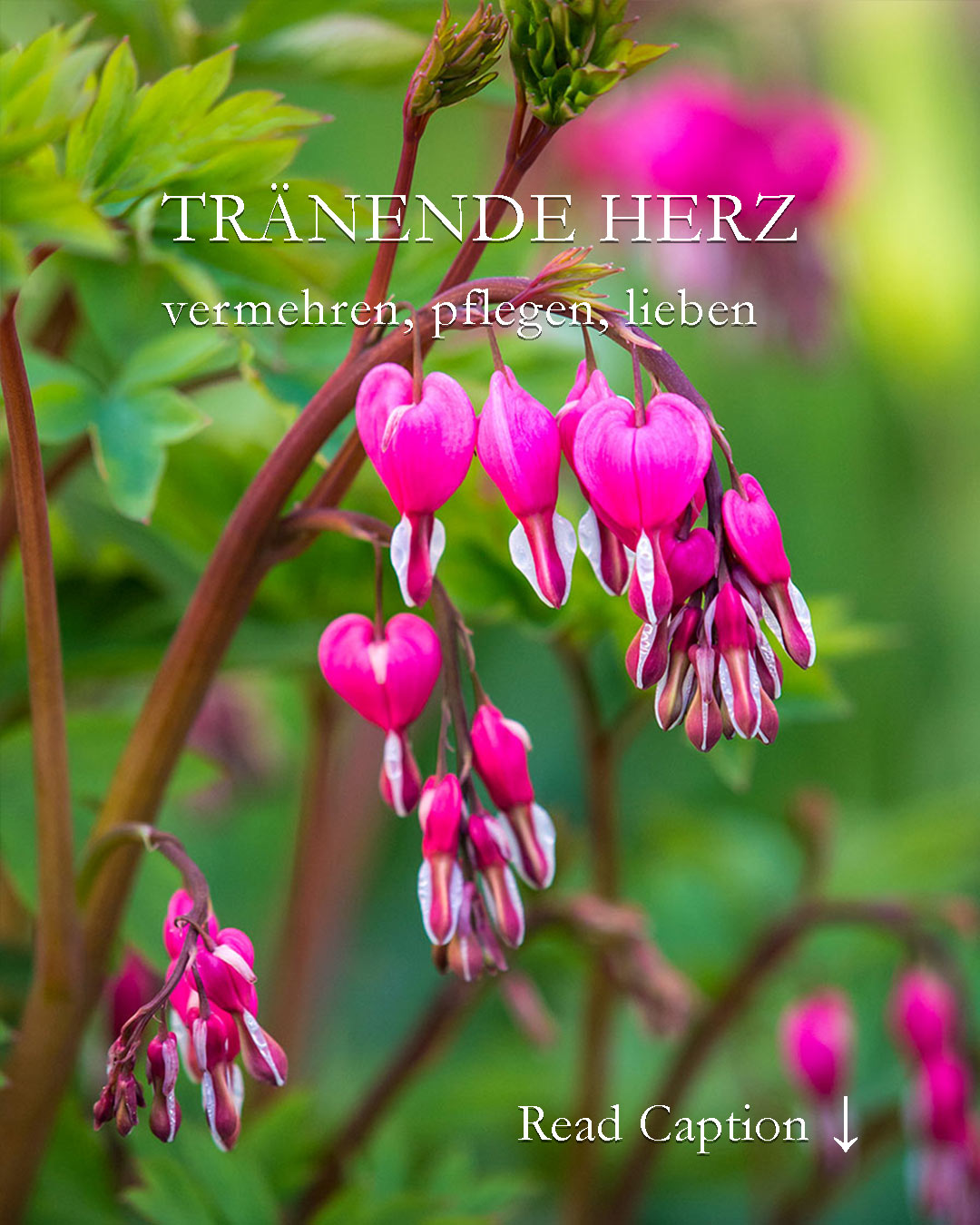Das Tränende Herz, bot. Lamprocapnos spectabilis / früher Dicentra spectabilis, ist eine überaus hübsche Staude. Sie blüht im Frühling (April / Mai) mit unzähligen rosa, pinken, roten, weißen oder gelben Herzblüten. Das filigrane gelbe Tränende Herz kann sogar klettern und ist eine echte Rarität.

Tränende Herzen bringen Licht und Farbe in triste, dunkle Gartenecken und schon deswegen sollten sie in keinem Garten fehlen. Zudem ist sie absolut pflegeleicht. 

+ Regelmäßiges Ausputzen verlängert die Blütezeit.
+ Vermehren durch teilen der "Rübenwurzel". Nach der Blüte ist die beste Zeit dafür.
+ Dicentra vermehrt sich auch durch Selbstaussaat, wenn man Verblühtes nicht schneidet. Die markanten Sämlinge erkennt das geübte Auge im Frühling sofort.
+ Standort Halbschatten, absonnig, schattig.
+ Boden: Jeder normale Gartenboden ist gut.
+ Besonderheit: Nach der Blüte "verschwindet" das rosa und rote Tränende Herz und hinterlässt eine Lücke im Beet.

Lückenfüller, Pflanzpartner und weitere Pflegetipps im Blog: 

https://www.wo-blumenbilder-wachsen.de/traenende-herz-lamprocapnos-dicentra/

Kurz: https://www.insbeet.de/Herz

#herzblume #dicentra #liebe #geschenk #lebenmitblumen #garten #gartentipps #gartenwissen #lieblingspflanzen #romantisch #gartenliebe #gartengestaltung #Lamprocapnos #stauden #natur #gartensaison #gartenpflege #staudengarten #pflanzenpflege #blumen #pflanzenliebe #frühling #gartenfragen #herzen #pflanzen #plants #meingarten #dekoration #blumenbeet #omsystemde