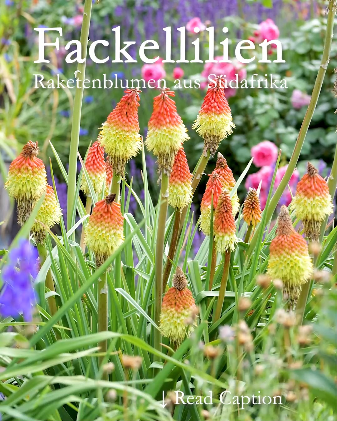 Raketenblume aka Fackellilie aka Knifhofia

Fackellilien begeistern durch große, raketenartige, oft zweifarbige Blütenkerzen. Sie sind ein Hotspot für Bienen, Schmetterlinge und Kolibris und ideal für heiße, sonnige Beete.

Wer Raketenblumen zum ersten Mal entdeckt, vergisst sie nicht. Egal ob Knospe, voll erblüht oder bereits im Verblühen: Die expressiven Fackel- oder Raketenblüten sind unübersehbar. Auch Insekten umschwärmen sie. Zum Glück erstreckt sich die Blütezeit ab Ende Mai / Anfang Juni über mehrere Wochen.

Trotz ihrer exotischen Anmutung ist das Pflanzen und Pflegen der Raketenblume einfach. 

+ Pflanzzeit im Frühling 
+ Standort volle Sonne
+ Boden durchlässig, kiesig, sandig, kalkhaltig ohne Staunässe
+ Pflanzabstand: 50-70 cm
+ 1-2 Pflanzen je Quadratmeter 

Pflege:

+ Gießen bei Trockenheit.
+ Verblühtes bodennah abschneiden, damit sich keine Samen bilden.
+ Rückschnitt erst im Frühling. Die alten Blätter bilden einen Winterschutz.
+ Düngen mit Bio-Staudendünger im Frühling und Mitte Juni.

Im Blog: Fackellilie, Raketenblume aka Knifhofia: markante Staude für Sonnenplätze
https://www.wo-blumenbilder-wachsen.de/fackellilie-raketenblume-knifhofia/

Kurzlink: https://www.insbeet.de/Fackellilie

#Fackellilie #Raketenblume #Südafrika #Stauden #Garten #Bienenpflanze #Gartenwissen #Pflanzenwissen #Gartentipps #lumixphotography