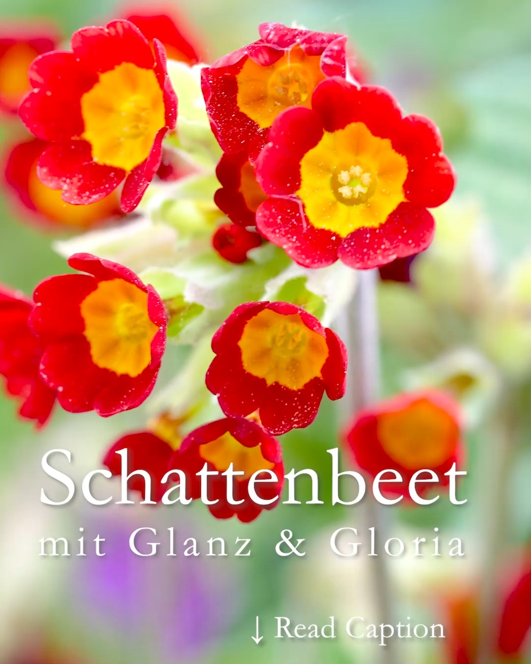 Schattenbeet
mit Glanz & Gloria

Mutter Natur hält auch für absonnige, halbschattige und vollschattige Standorte dankbare Pflanzen bereit. Einige gedeihen im tiefen Schatten, andere bevorzugen etwas lichtere Standorte:
•	Ein absonniger Hof ohne direktes Sonnenlicht
•	Im Schlagschatten eines Hauses, der sich je nach Sonnenstand / Jahreszeit stark variiert.
•	Unter der Krone von Laubbäumen gibt es im Frühling sogar direkte Sonnenlicht.
In einem Schattenbeet ist eben nicht immer alles tiefster Schatten, sondern ändert sich im Verlauf der Jahreszeiten.

Wichtig für die optimale Bepflanzung sind diese Faktoren:
•	Ph-Wert und
•	Feuchtigkeit des Bodens.
•	Lichteinfall im Sommer und im Frühling

Im Vollschatten blühen: Lenzrosen, Christrosen, Immergrün, Hosta, Schaumblüte, Veilchen, Rosenwaldmeister, Lilientraube, Prachtspiere, Tränendes Herz, Schaublatt und Waldmeister.

Im Halbschatten blühen:
•	Akelei
•	Alpenveilchen
•	Dickmännchen, Ysander, Pachysandra terminalis
•	Clematis
•	Chrysanthemen
•	Bergenien
•	Botanische Lilien, Tigerlilie, Türkenbund
•	Eisenhut
•	Echter Sonnenhut Rudbeckia
•	Elfenblume
•	Fingerhut
•	Hundszahn / Forellenlilie
•	Sommerknotenblume
•	Glockenblume
•	Krötenlilie
•	Leberblümchen
•	Lerchensporn
•	Primeln
•	Maiglöckchen
•	Nelkenwurz
•	Purpurglöckchen
•	Salomonssiegel
•	Sterndolde 
•	Sterngladiole
•	Storchschnabel
•	Echtes Lungenkraut
•	Viola, Veilchen 
•	Waldanemonen
•	Waldhyazinthen / Bluebells
•	Waldlilie

Im Blog: 40 Stauden & Zwiebelblumen für den Schattengarten in Wort, Bild und Video
https://www.wo-blumenbilder-wachsen.de/schattenbeet/
Kurzlink: https://www.insbeet.de/Schattenbeet

#Schattenbeet #Schattengarten #Gartengestaltung #Halbschatten #Gartenwissen #Gartentipps #Gartenblogger #Gartenblog #lumixphotography