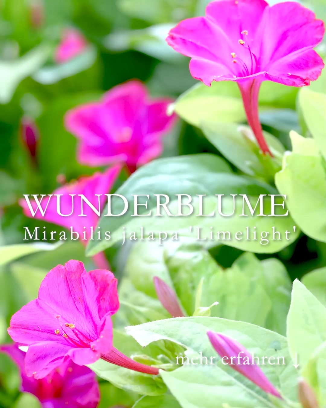 Wunderblume Limelight ist eine Sommerblume der Extraklasse:
1. Besonderheit
Manche Wunderblumen, wie die Sorte ‚Marbles Mix‘ blühen in mehreren Farben an EINER Pflanze.

'Limelight' punktet dagegen mit limonengrünen Blätter und Blüten in Neonpink. 
2. Besonderheit 
Wunderblumen blühen erst nachmittags gegen 16 Uhr auf. Deswegen heißt sie auch Vier-Uhr-Blume, Four o’Clocks oder Schöne der Nacht. Morgens sind die Blüten noch bis etwa 10:30 geöffnet, aber danach halten sie Siesta. 
3. Besonderheit 
Wunderblumen blühen überreich und produzieren Unmengen an Samen. Dennoch muss man sie nicht ausputzen.
+ Standort: sonnig bis halbschattig
+ Boden: nahrhaft, gerne auch lehmig. 
+ Verwendung: im Beet, Pflanzkübeln, Blumenkasten.
+ Wuchshöhe: gut 70 cm hoch und ebenso breit.
+ Pflege: Gießen bei Trockenheit, insbesondere bei Kübelkultur. Die Pflanzen brauchen relativ viel Wasser und Dünger. 
+ Ernten Sie Samen, sobald sie reif sind und runterfallen.
++ Samen teilen mit Freunden und Freundinnen. Wunderblumen produzieren genug Samen für alle!
++ Das Saatgut überlebt auch hiesige Winter im Garten.
++ Vermehren:
Aussaat ab Mitte März auf dem Fensterbrett. Weichen Sie die dicken Samen zuvor 24-48 Stunden in Wasser ein. 
Sämlinge früh pikieren und pinzieren, damit buschig werden.
Jungpflanzen dürfen erst nach den Eisheiligen ins Beet.
+ Überwintern:
Wunderblumen bilden Knollen, die man im Herbst ausgraben und wie Dahlien überwintern kann.
Vorsicht:
Wunderblumen sind in allen Teilen giftig. Nicht essen, nur gucken! Das gilt insbesondere für Samen und Rhizome. 

Im Blog: Wunderblume Mirabilis säen, pflegen & überwintern.
https://www.wo-blumenbilder-wachsen.de/wunderblume-mirabilis-aussaat/

Kurzlink: http://www.insbeet.de/Wunderblume

Wunderblumen #Sommerblumen #gartenwissen #gartenfragen #blumen #lebenmitblumen #lumixphotography #blumenfotografie #gartentipps #kübelpflanzen #gartenblog