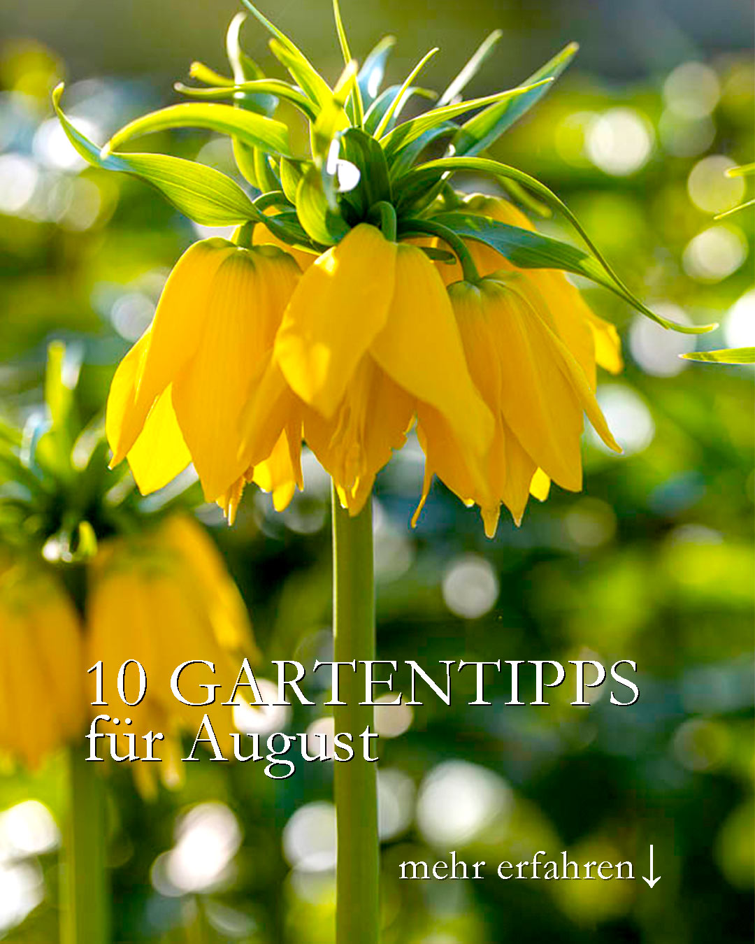 10 Gartentipps für August

+++ Gießen. Insbesondere Pflanzen, die es nötig haben, jetzt und noch lange blühen sollen. Allen voran Gelber Sonnenhut Rudbeckia, Chrysanthemen, Balkon- und Kübelpflanzen.

+++ Düngen. Dahlien in Topfkultur, Sommerblumen im Blumenkasten, immer tragende Erdbeeren.
+++ Ausputzen: Dahlien und Sommerblumen. Sobald sie Samen ansetzen, hören sie zu blühen auf.

+ Blattläuse bekämpfen, damit sie keine Krankheiten übertragen. Oder einfach Vögel machen lassen.
+ Verlauste Kapuzinerkresse abschneiden. Sie treibt wieder aus.

++ Knollen setzen: Steppenkerzen, Kaiserkronen, Madonnenlilien haben eine lange Entwicklungszeit und sollten schon im August in die Erde.

+++ Blumenzwiebeln bei Züchtern vorbestellen. Sie liefern just in time. Später gibt's dann nur noch Allerweltszwiebeln.

+ Stecklinge schneiden und bewurzeln: Perlagonien, Rosmarin, Salbei, Lavendel, Hortensien, aber auch Maibeeren und Blaubeeren.

+ Reifes Saatgut ernten
+ Herbstdünger (Patentkali) ausbringen bis Ende des Monats. Aber erst wenn es wieder geregnet hat. Wichtig für Rosen, Rasen und Gehölze.

+ Pläne schmieden. Was lief dieses Jahr besonders gut, welche Lücken gibt's zu schließen. Neue Stauden oder Gehölze. Ein Garten ist schließlich nie fertig, sondern immer im Entstehen.

Im Blog: Gartenarbeiten im August.
https://www.wo-blumenbilder-wachsen.de/gartenarbeiten-im-august-ziergarten/

Kurz: https://www.insbeet.de/august

#garten #gartengestaltung #gartenideen #pflanzen #pflanzenliebe #gartenarbeit #gartentipps #gartenwissen #gärtnern #gartentipp #pflanzenpflege #anzucht #gartenfragen #pflanzenwissen #saatgut #blumen #sommergarten #ziergarten #grünerdaumen #gartenblogger #gartenjahr #gartenzeit #gartenblog #dünger #sommerblumen #blumengarten #vorgarten #düngen #stauden