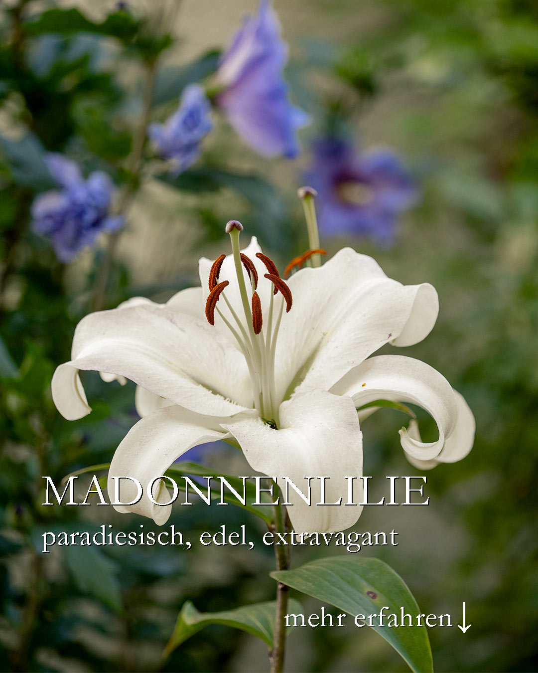Madonnenlilie, paradiesisch schön, edel & extravagant

Madonnenlilien, bot. Lilium candidum sind in vielerlei Hinsicht anders als alle andere Lilien.

+++ Pflanzzeit: August!
+ Pflanztiefe: nur 3-5 cm. Zwiebelspitzen liegen knapp unter der Erdoberfläche, wie bei Pfingstrosen.
+ Standort: halbschattig
+ Boden: normaler, nährstoffreicher Gartenboden, ohne Staunässe
+ Die Blattrosette treibt schon im Herbst und bleibt den Winter über grün.

++ Madonnenlilien sind im Handel leider ziemlich schwer zu bekommen. Rechtzeitig vorbestellen lohnt sich.

+ In kalten Regionen kann man Reisig zum Schutz gegen Barfröste auflegen, ansonsten ist die Madonnenlilie jedoch winterhart.

Im Blog: Madonnenlilie. Pflanzzeit, Pflege, Besonderheiten und Mythen
https://www.wo-blumenbilder-wachsen.de/madonnenlilie/

Kurz: https://www.insbeet.de/Madonnenlilie

#lilie #gärtnernmachtglücklich #blütenzauber #schnittblumen #gärtnern #gartenwissen #hierblühts #meingarten #gartenzauber #gartentipps #ziergarten #blüte #blumengarten #blumenfotografie #gartengestaltung #garteninspiration #blumenbeet #weiß #gartenliebhaber #blume #omsystemde #gartenwissen #gartenfragen #schönergarten #gartentrends #bienenfreundlich #insektenfreundlich #gartenblogger
