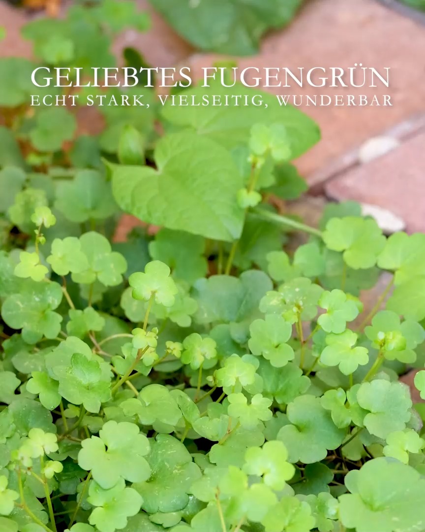 Fugengrün ist KEIN Unkraut, auch kein Beikraut, sondern ein wertvoller Beitrag zum artenreichen, resilienten Garten. Es kostet nichts, braucht keinerlei Pflege, noch nicht einmal zusätzliche Wassergaben. Standorte des Fugengrün sind extrem und niemand käme auf die Idee, dorthin etwas zu pflanzen.
Aber die Natur macht was sie will. Sät Fugengrün überall hin, wo noch ein Platz frei ist. Gerne zwischen Steinplatten, Pflastersteinen, Mauerfugen, am Rand von Lauf- und Gartenwegen. Wo Fugengrün auftaucht, sollte man es unbedingt lassen. Keine andere Gartenpflanze gedeiht so gesund und prächtig wie Fugengrün.
Meine besten und stärksten Pflanzen in der Fuge:
+ Italienisches Leinkraut, Linaria purpurea.
+ Pfirsichblättrige Glockenblume, Campanula.
+ Duftsteinrich ist eine einjährige Pflanze, die sich durch Selbstaussaat im Garten hält. 
+ Lavendel kann auch Fuge und wo sich Lavendel einmal niedergelassen hat, will er auch nicht mehr weg. 
+ Patagonisches Eisenkraut setzt man einmal in den Garten und lässt ein nach der Blüte einfach stehen. 
+ Katzenminze sollte man mit Vorsicht genießen. Einmal im Garten und man wird es nie wieder los. 
+ Bei Steinkraut, Alyssum ist der Name Programm. 
+ Teppich-Sedum ist ein wüchsiger Bodendecker. Überwächst Schotterstreifen und alles andere auch.
+ Schwarzäugige Susanne, Thunbergia kann auch Fuge. Die einjährige Kletterpflanze bildet im Laufe des Sommers immer neue grundständige Triebe, die sich ihren Weg bahnen.
+ Teppich-Thymian ist ein vielseitiger Bodendecker, Würzkraut, Heilmittel gegen Blattläuse und es vergrämt Schnecken. 
+ Walzen-Wolfsmilch, Euphorbia gedeiht in praller Sonne und in Nichts: 
+ Veilchen vermehren sich in Beeten und eben auch im Pflaster.
+ Zimbelkraut ist ein winziger Bodendecker, der in Pflaster- und Mauerfugen wächst. 

Ich entferne Fugengrün nur wenn es zur Stolperfalle wird.

Im Blog: Fugengrün und ihre Sämlinge erkennen, Bilder, Tools & Tipps
https://www.wo-blumenbilder-wachsen.de/geliebtes-fugengruen/

Kurzlink: 
https://www.insbeet.de/Fugengruen 

#Garten #Gartenpflanzen #Natur #Lumixphotography #Pflanzen #LebenmitBlumen #Gartengestaltung