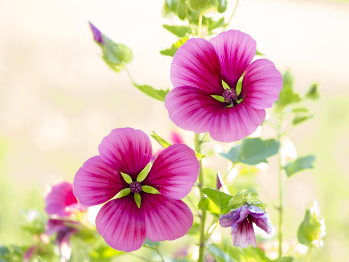 Gärtnern im Mai: Säen Sie Bechermalven, sie sind ein Highlight im Sommergarten Bechermalven sind schnelle Sommerblumen. Im Mai gesät, blühen sie schon ab Juni