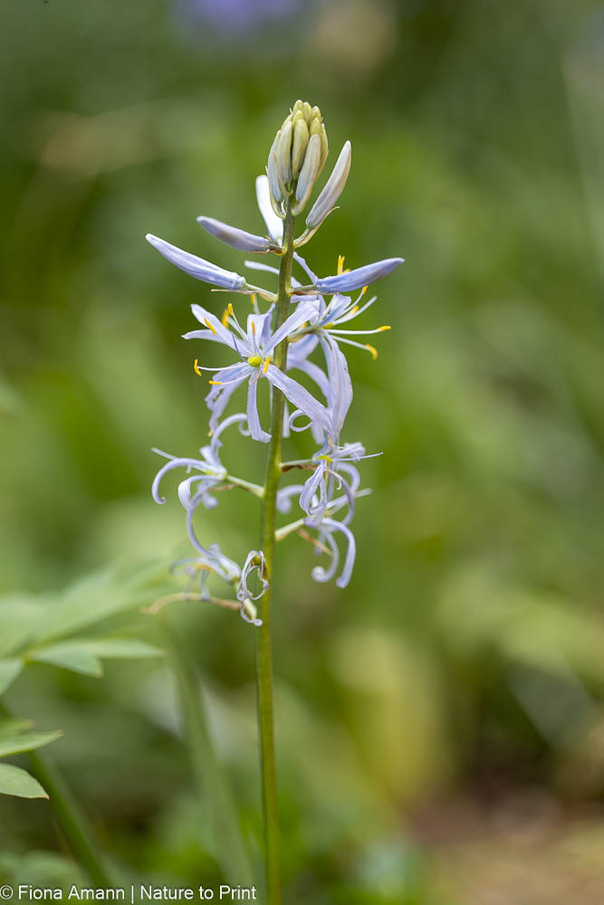 Hellblaue Camassia blüht von unten nach oben auf