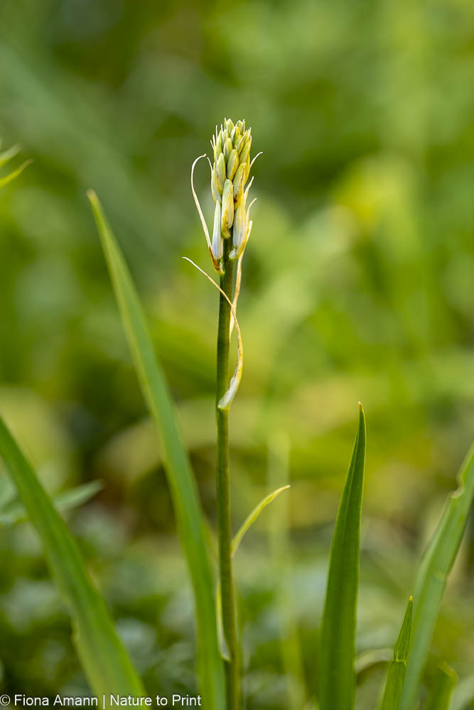 Austrieb und Knospe einer weißen Camassia