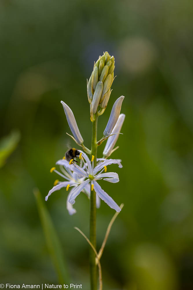 Camassia ist eine Bienenpflanze und nährt Insekten mit Pollen und Nektar