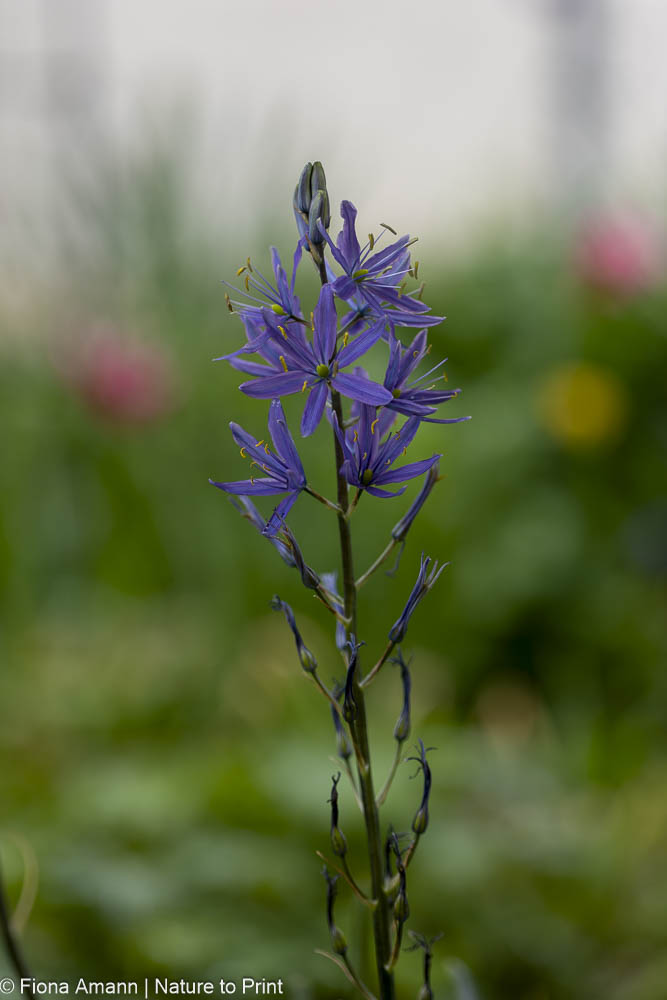 Blaue Prärie-Lilie im Frühlingsgarten 