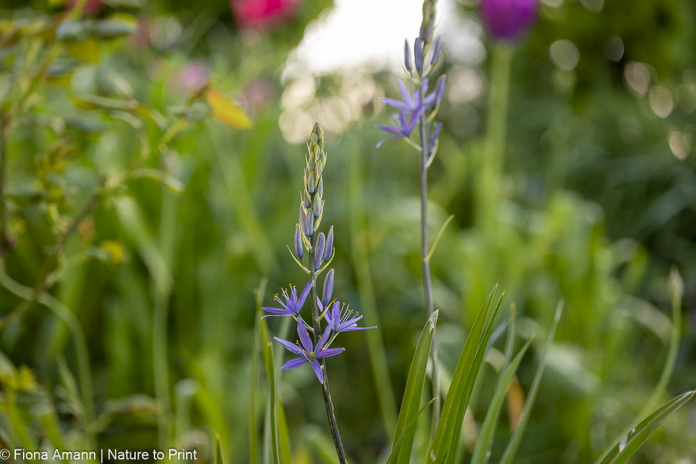 Camassia, Prärie-Lilie, Präriekerze für den Halbschatten