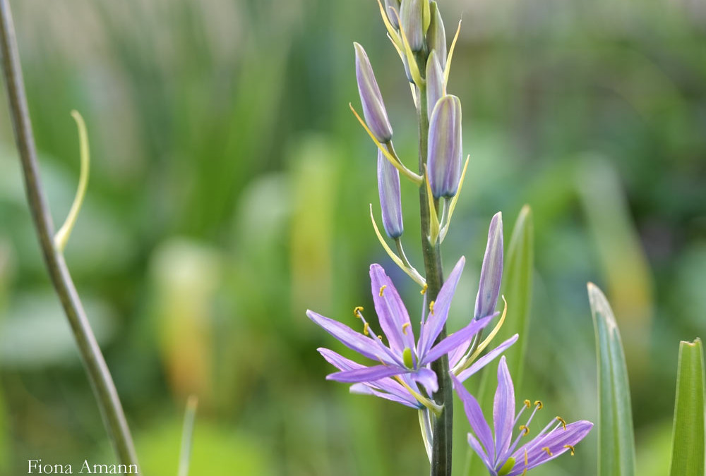 Camassia, Prärie-Lilie, Präriekerze für den Halbschatten