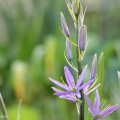Camassia, elegante Prärie-Lilie für den Halbschatten 7 Camassia, Prärie-Lilie, Präriekerze für den Halbschatten