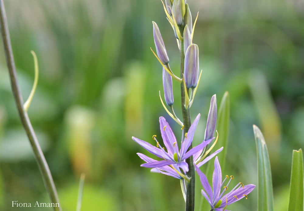 Camassia, Prärie-Lilie, Präriekerze für den Halbschatten