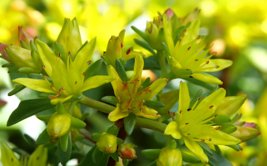 Teppichsedum, Goldsedum blüht ab Ende Mai