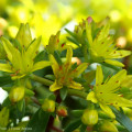 Teppichsedum, meine besten 5 Bodendecker für extrem schwierige Standorte. 1 Teppichsedum, Goldsedum blüht ab Ende Mai