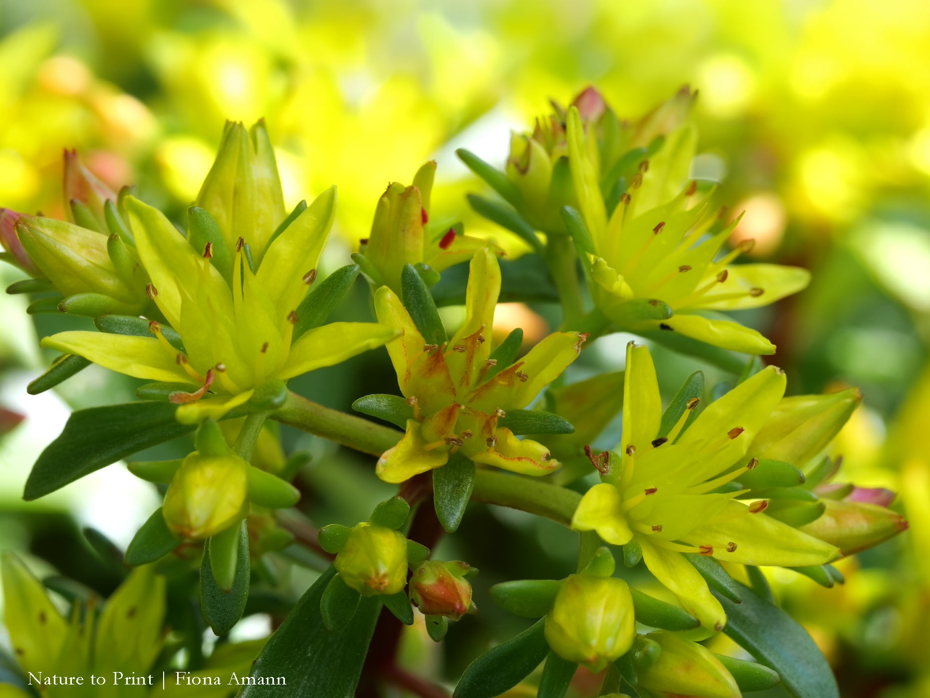 Teppichsedum, Goldsedum blüht ab Ende Mai