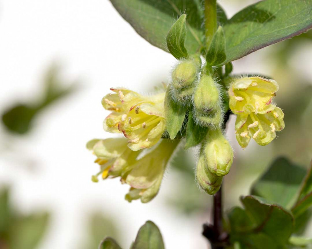 Gelbe Glockenblüten erscheinen im März Gelbe Glockenblüten erscheinen im März