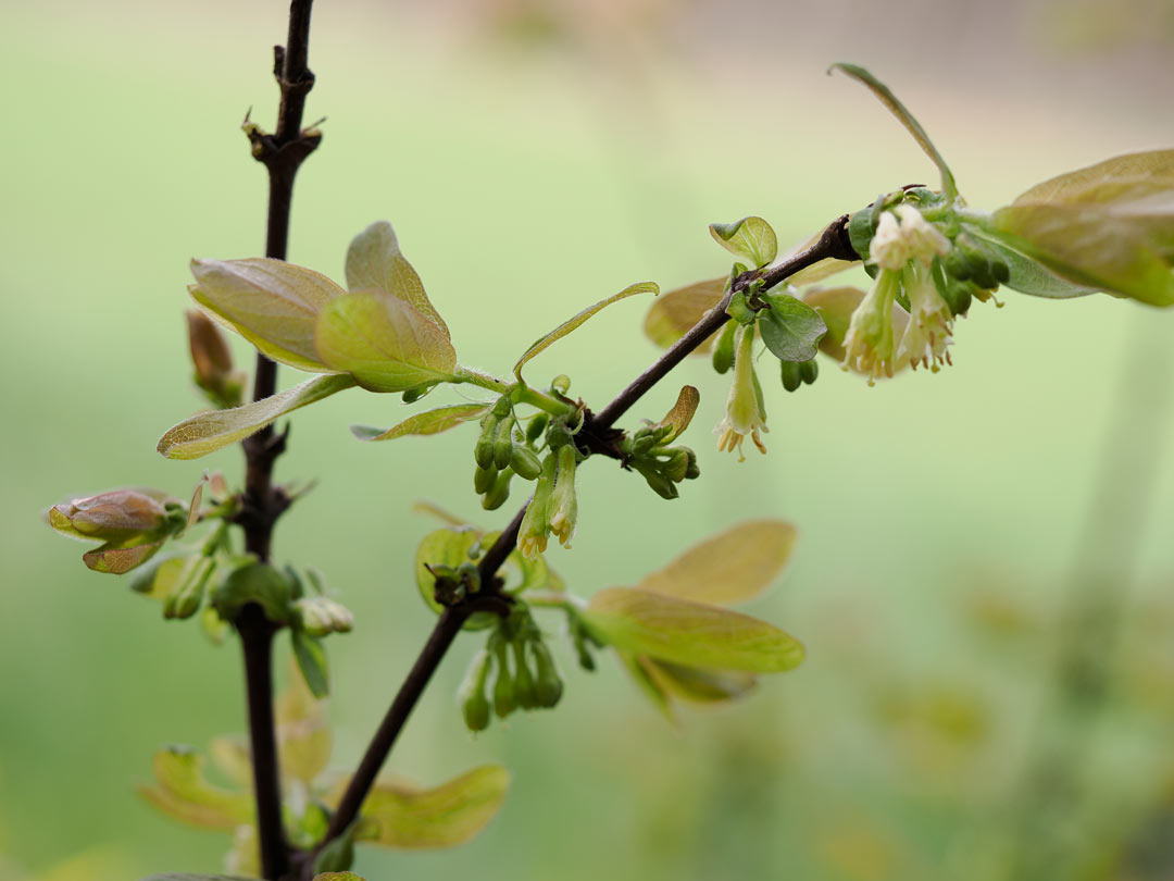 Sibirische Blaubeere blüht sehr früh und lockt Hummeln an. Blätter erscheinen erst nach der Blüte. Sibirische Blaubeere blüht sehr früh und lockt Hummeln an