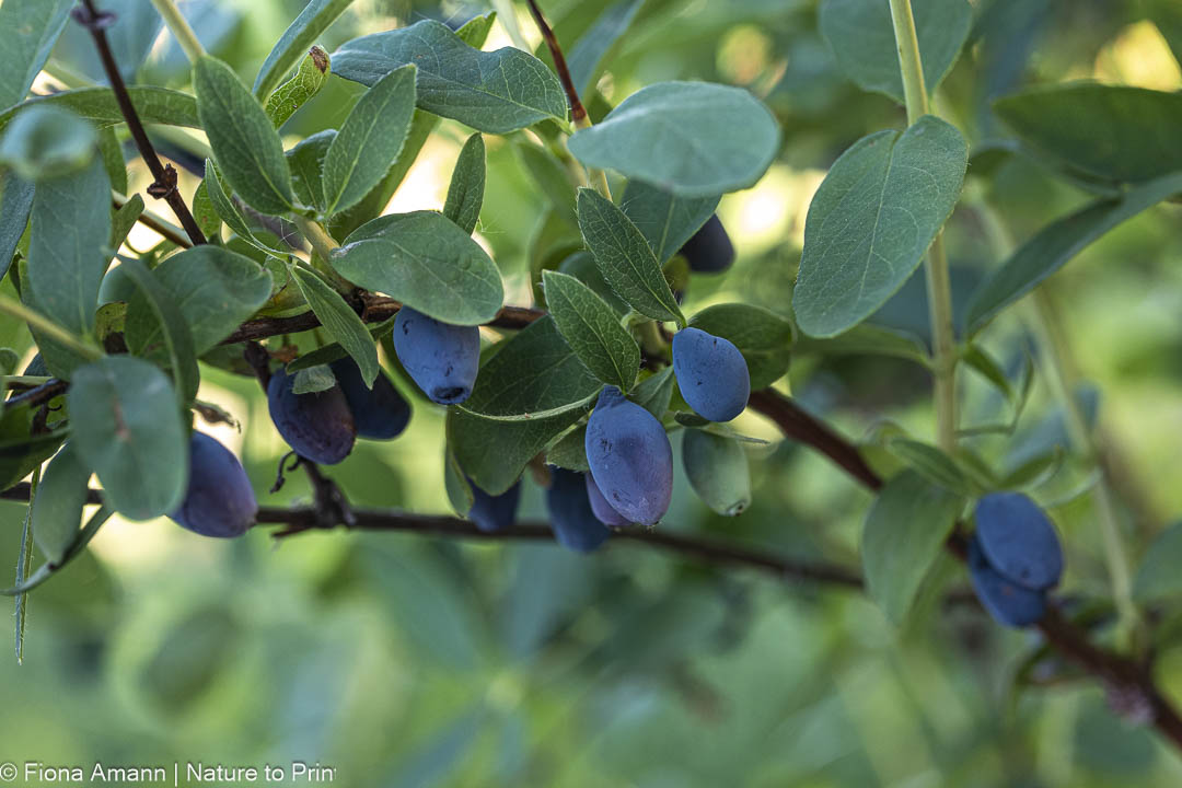 Ab Mitte Mai beginnt die Ernte. Honigbeeren satt - aber Vorsicht vor Vogelfraß Ab Mitte Mai beginnt die Ernte. Honigbeeren satt