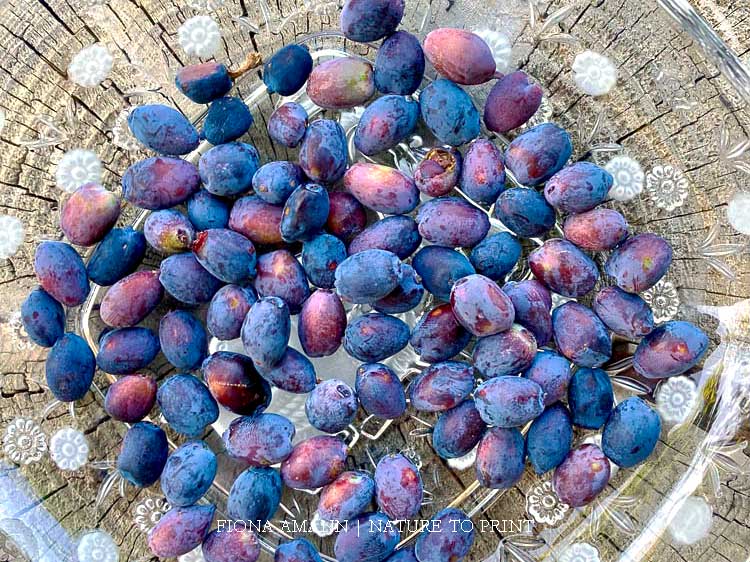 Erste Ernte Mitte Mai. Superfood aus dem Garten. Erste Ernte Mitte Mai. Superfood aus dem Garten.