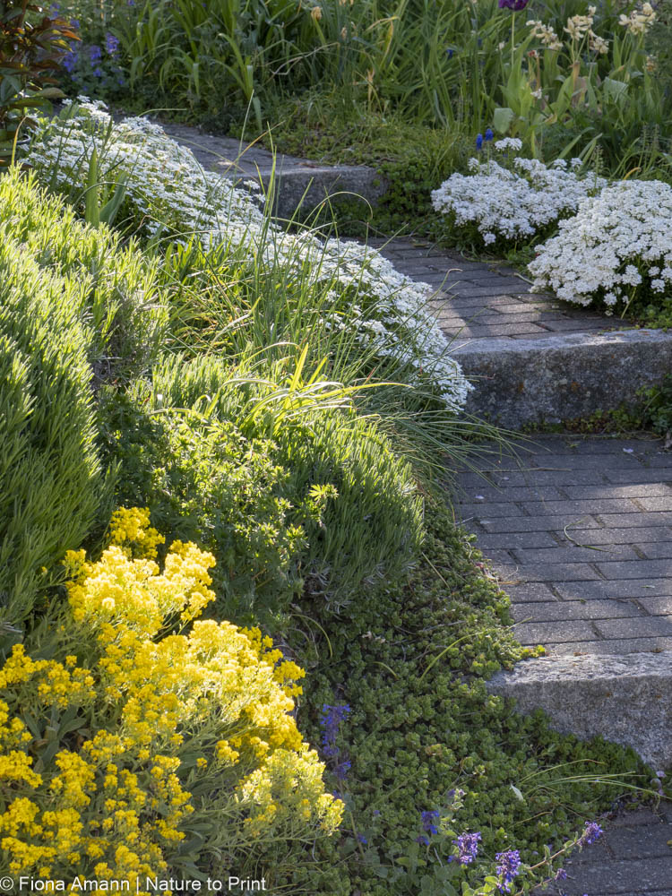 Einfach gärtnern mit Polsterstauden. Sie helfen Gartenwege und Treppen am Hang sauber zu halten