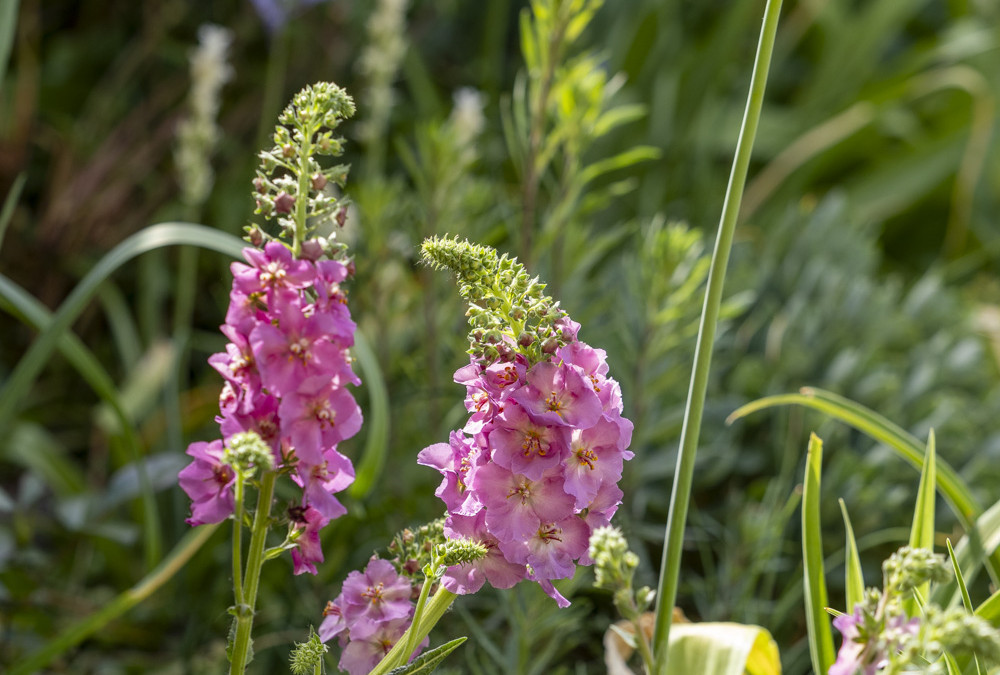 Purpur-Königskerze, hübsche Zukunftspflanze für den kleinen Garten